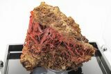 Bright Orange Crocoite Crystal Cluster - Tasmania #206923-2